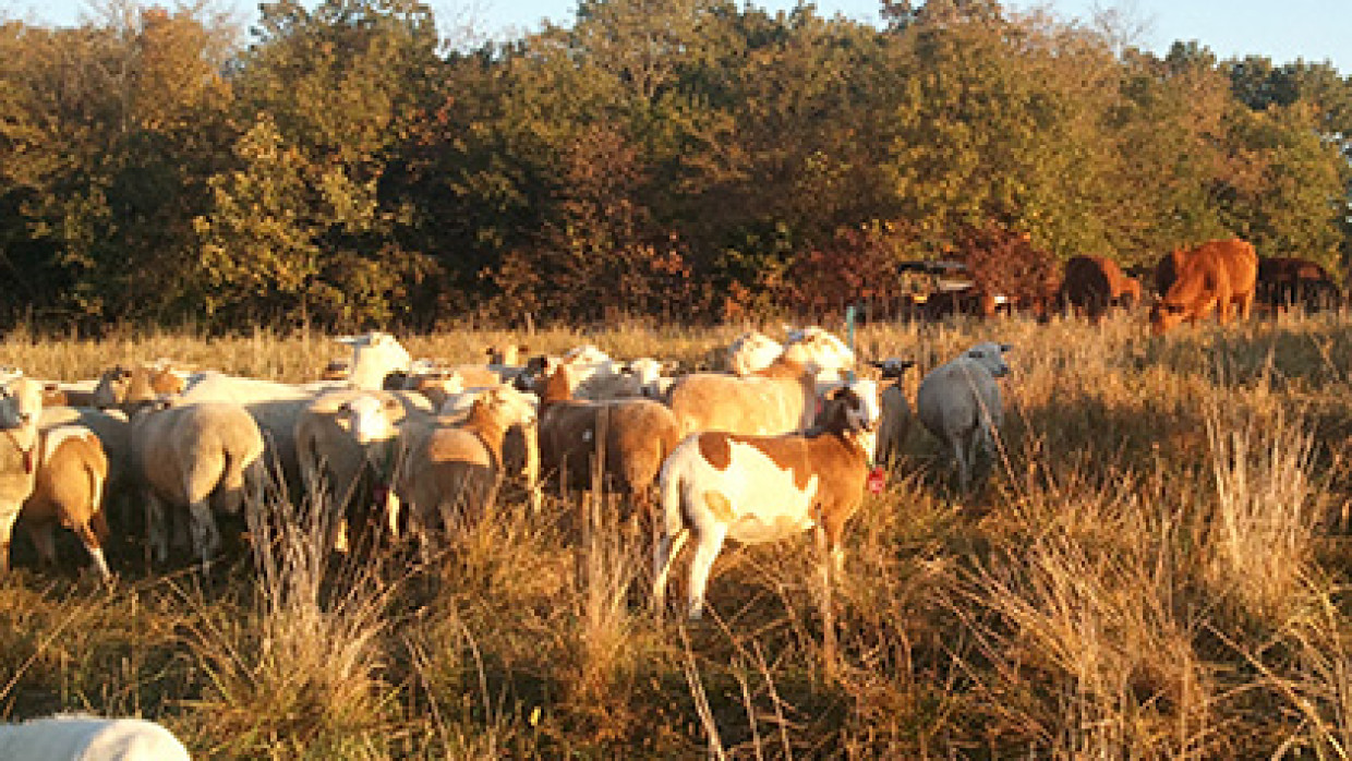 Healthy Happy Animals for Sale